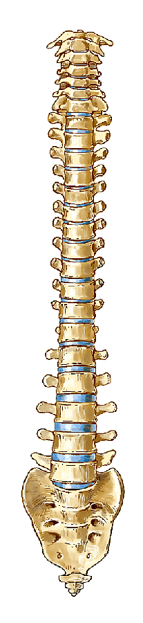 Paramorfismi Della Colonna Vertebrale Vista Frontalmente