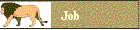 Job